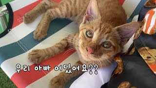 이번엔 아빠 찾으러 오는 새끼 길냥이..?