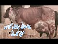 chalasthani Brazil cross cow for sale on YouTube in Pakistan (03024029695)9 November 2024