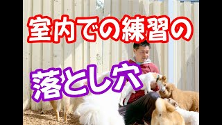 犬のしつけでどこでも飼い主の声が聞けるようになる効果的な方法【幼稚園生実演】