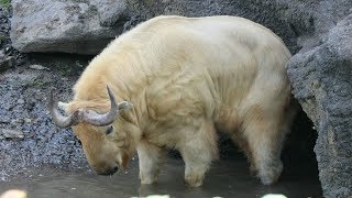 Gouden takin / Takin d'or / Golden takin : Pairi Daiza