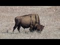 bison hiking trail at wichita mountains wildlife refuge