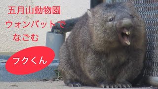 【ウォンバット五月山動物園のフクくん🐾トコトコ歩いて押してコウくんこんにちは💕】ずっと見ていられる…Fuku, the male wombat at Satsukiyama Zoo