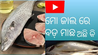 ମୋ ଜାଲ ରେ ବଡ଼ ମାଛ।। mari net par big fish 🐟