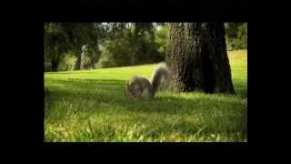 Nestle Kit Kat India Squirrel TVC