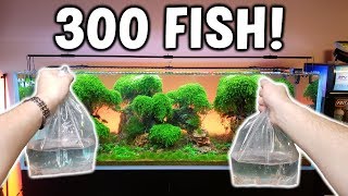 Adding 300 FISH! To Ancient Gardens Planted Aquarium