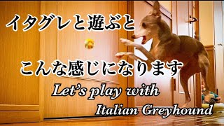 イタグレと遊ぶと楽しいよ ～Let's play with Italian Greyhound～【犬動画】