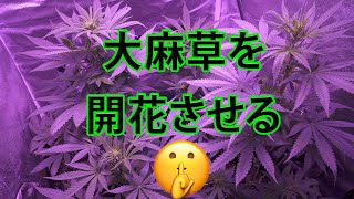 押入れで大麻栽培07【65日目〜71日目】