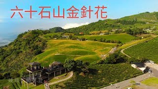 【花蓮景點】六十石山金針花季