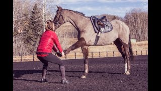 Equus Physio's  Promotional Video