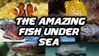 The Amazing fish under sea||সাগর তলের অদ্ভুত কিছু মাছ|| BIOLOGY