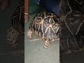 star turtle 🐢✨ ll sumbhavcreations ll subscribe shorts viral