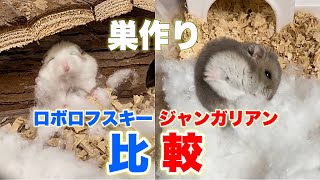 【初めて】綿で巣作りするロボロフスキーとジャンガリアンハムスター