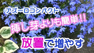 【ズボラさんにおススメ】アズーロコンパクトを最も簡単に増やす方法（ロベリア）