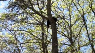 Bird pulling hair out of cat up in a tree