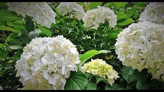 🌼粟井神社の紫陽花（あじさい) '20🌼  수국　Hydrangea flower  癒し！紫陽花の花咲く風景を撮ってきました😊香川県観音寺市粟井町 SONY FDR-AX100