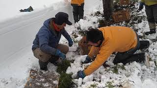 雪下人参収穫デモンストレーション