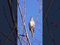 song thrush singing wincent wl6vw bird wildlife nature