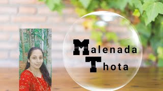 Malenada Tota/ಮಲೆನಾಡ ತೋಟ ನೋಡೋಣ ಬನ್ನಿ /ಹಲವಾರು ಗಿಡಮರಗಳು