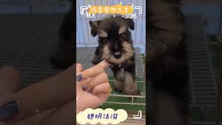 哈柔寵物犬舍-🌸高品質黑白色雪納瑞寶寶🌸