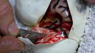 CUTTING SNAKE EGGS!!! AND ANOTHER DAY AT THE REPTILE ZOO!! | BRIAN BARCZYK