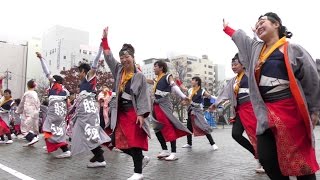 「 勝山組 」四日市よさこい祭り2016【市民公園会場】