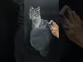 黑板擦｜黑板粉筆畫 ｜貓咪畫法｜chalkboard drawing and eraser art drawing chalkart drawingtutorial cat