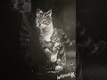 黑板擦｜黑板粉筆畫 ｜貓咪畫法｜chalkboard drawing and eraser art drawing chalkart drawingtutorial cat