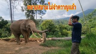 ควาญคิดหนักเลย พลายสยามตกมัน ไม่ให้ใกล้ ควาญเกือบไม่รอดแล้วปลอกโซ่หลุด🐘