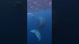 Humpback whales in Okinawa #ocean #animals #whale