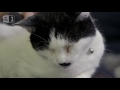 the night vision test cats v dogs which is best episode 1 preview bbc