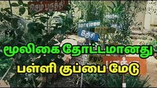 மூலிகை தோட்டமானது பள்ளி குப்பை மேடு