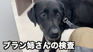 大型犬女子の尿もれ？原因を探る