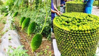 Asia Spine Gourd Farming and Harvest - How Spine Gourd cultivation asian technology Harvesting