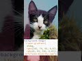CSS clip path image animation