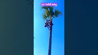 మా విలేజ్ తాటికల్లు #balulifestylevlogs #trendingvlogs #villagekallu #viralshort #subscribe