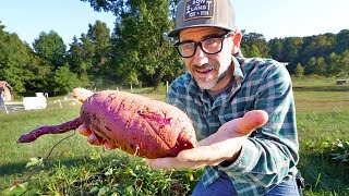 The Last Food Harvest VLOG