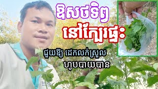 ស្មៅទន្រ្ទានខេត្ត ឱសថលេខ១ ព្យាបាលក្រពះពោះវៀន ១សប្ដាហ៍ ដឹង | Traditional Medicine Plants