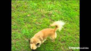 Tiny Chihuahua shows talent for herding sheep