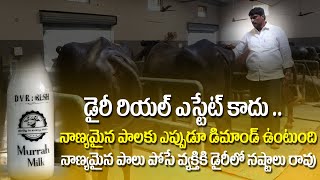 Pure Murrah Buffalo Breed development in Krishna district (A.P) DVR Murrah Buffal DAIRYFarm #i3media