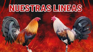 🔥LINEAS DE THUNDENBIRD HATCH 🤠🐓