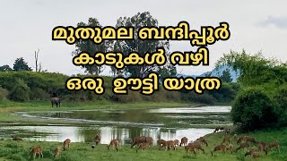 മുതുമല ബന്ദിപ്പൂർ കാടുകൾ വഴി ഒരു  ഊട്ടി യാത്ര || Animal Sighting || Bandipur | Mudumalai