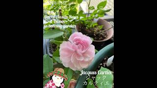 【2024年初夏 ベランダのオールドローズ1番花「ジャック カルティエ」】jacques cartier