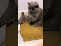 So Cute.. Funny Moment - Lambing ng Dalawa, Parrot and Cat #shorts #funnyvideo