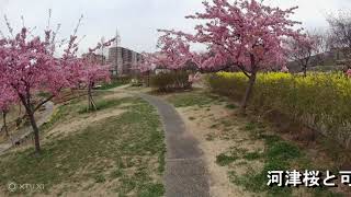 神戸西郷川公園の春