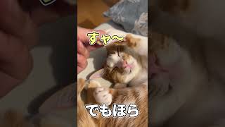 思わず笑顔になる「見てないよー」　【猫と一緒】＃shorts   #猫といっしょ