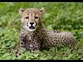 Are These Cats Really Going Extinct ? (Cheetahs Facing Extinction)