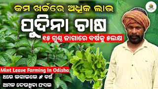 Pudina chasa[ବୈଜ୍ଞାନିକ ପଦ୍ଧତିରେ ପୁଦିନା ଚାଷ]Mint leaves Farming in odisha|pudina chasa kemiti kariba