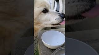 【雑種犬シナモン】今日も今日とてご飯とお水を美味しくいただきます