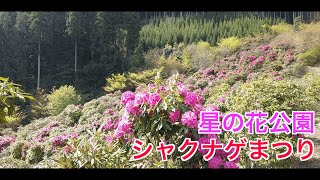 【八女市星の花公園】シャクナゲまつり