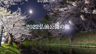 2022 夜明け前の弘前公園の桜